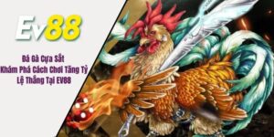 đá gà cựa sắt