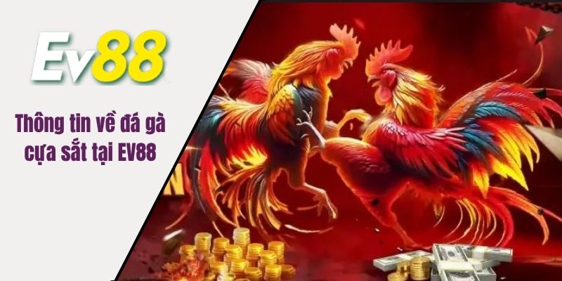 Thông tin về đá gà cựa sắt tại EV88