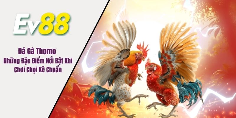 Đá gà thomo
