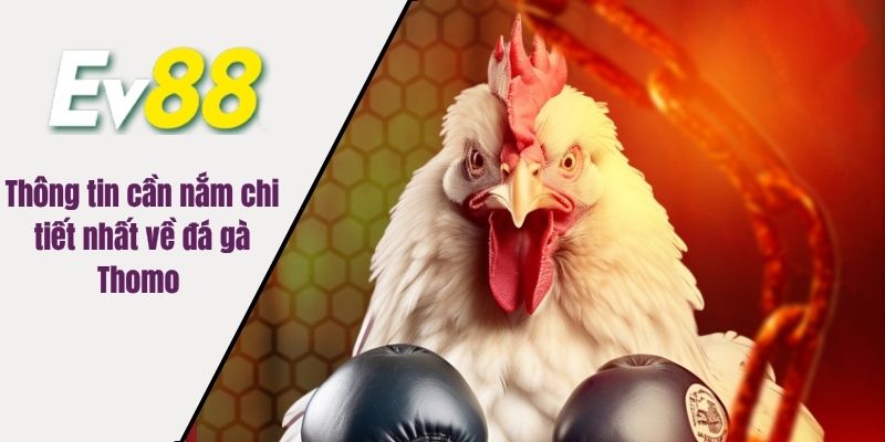 Thông tin cần nắm chi tiết nhất về đá gà Thomo 