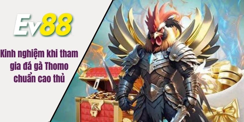 Kinh nghiệm khi tham gia đá gà Thomo chuẩn cao thủ