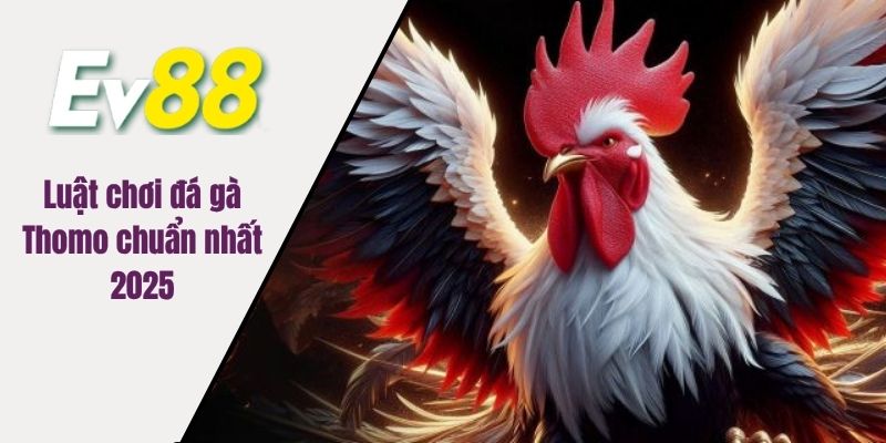 Luật chơi đá gà Thomo chuẩn nhất 2025