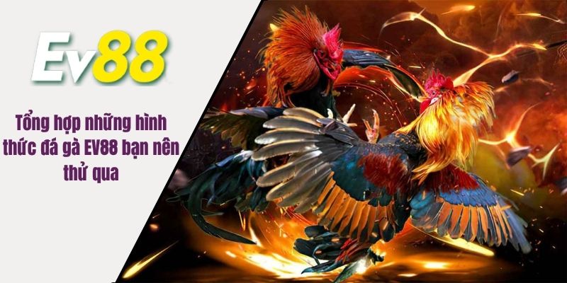 Tổng hợp những hình thức đá gà EV88 bạn nên thử qua