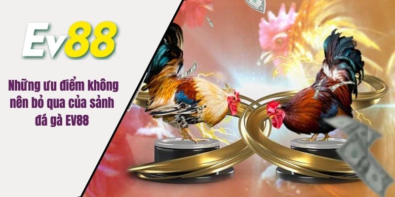 Những ưu điểm không nên bỏ qua của sảnh đá gà EV88 